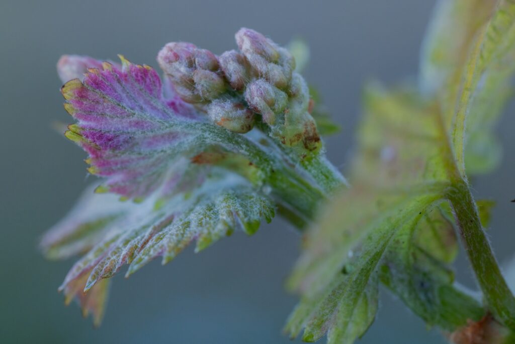 Close-up of a grapevine bud covered in morning frost, showing the detailed texture of the leaves and clusters.