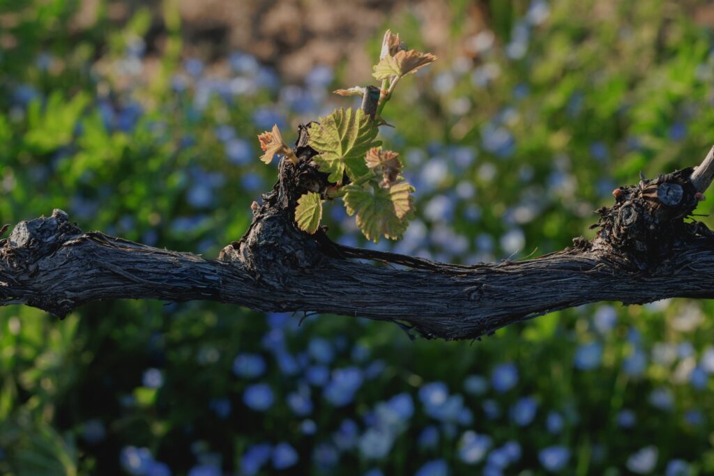 A grape vine stem with small green leaves sprouting, set against a blurred background of blue and green foliage.