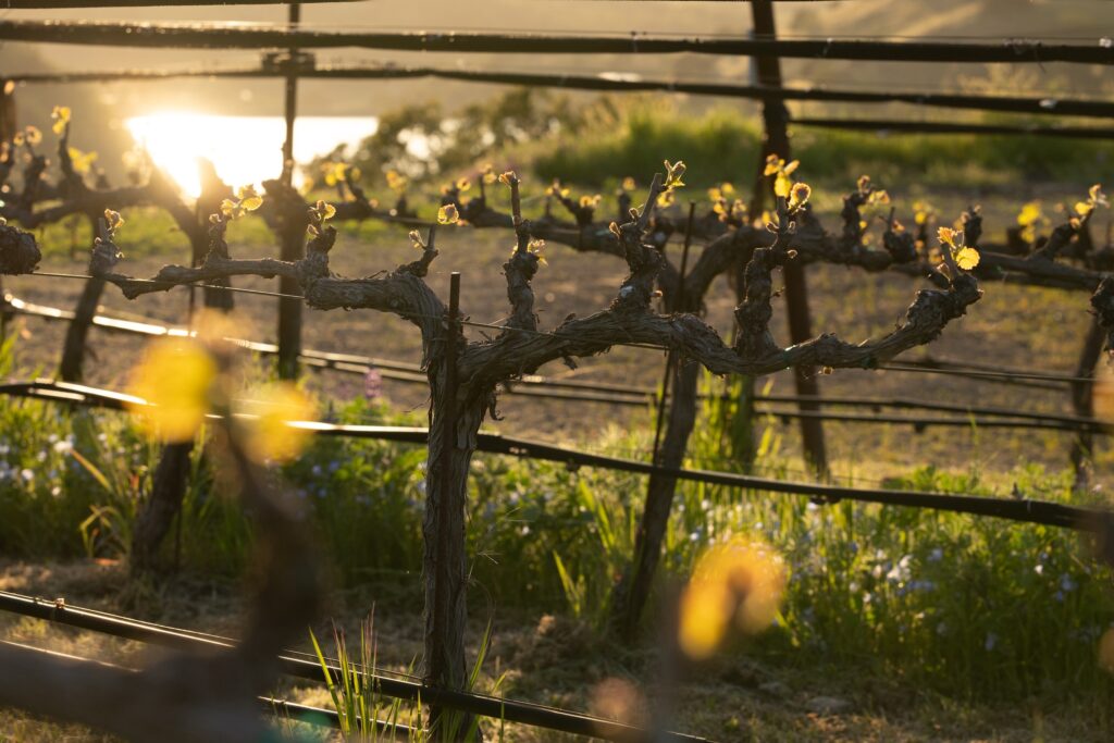 A close-up of a vineyard at sunset, featuring grapevines with emerging leaves. Rows of trellises run parallel to each other, and sunlight reflects off a distant body of water.