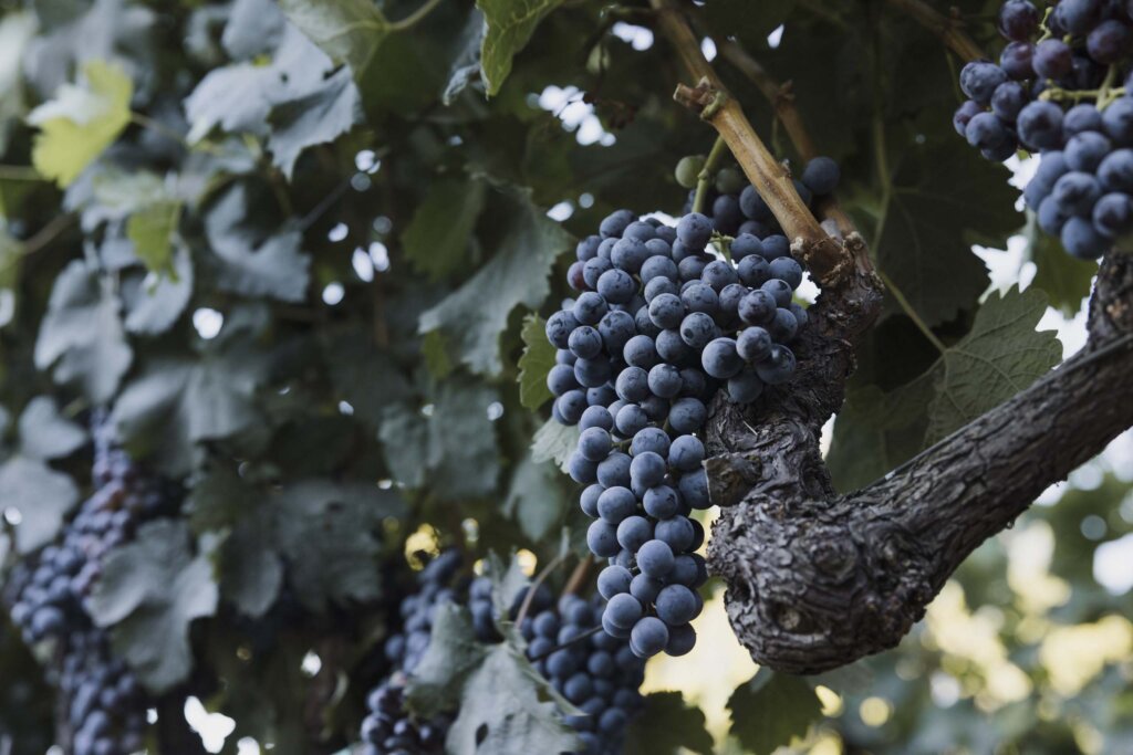 Close-up of clusters of dark purple grapes hanging from a vine surrounded by green leaves at Waters Ranch.