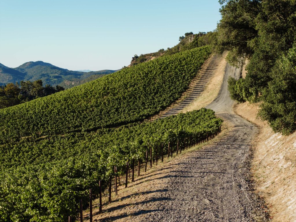 A dirt road winds through Waters Ranch vineyard on a hill with rows of grapevines, surrounded by trees and distant mountains under a clear sky.