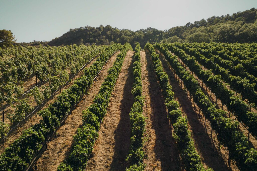 A picturesque view of Waters Ranch vineyard with neat rows of grapevines stretches into the distance on a sunny day, bordered by a hilly, forested area.