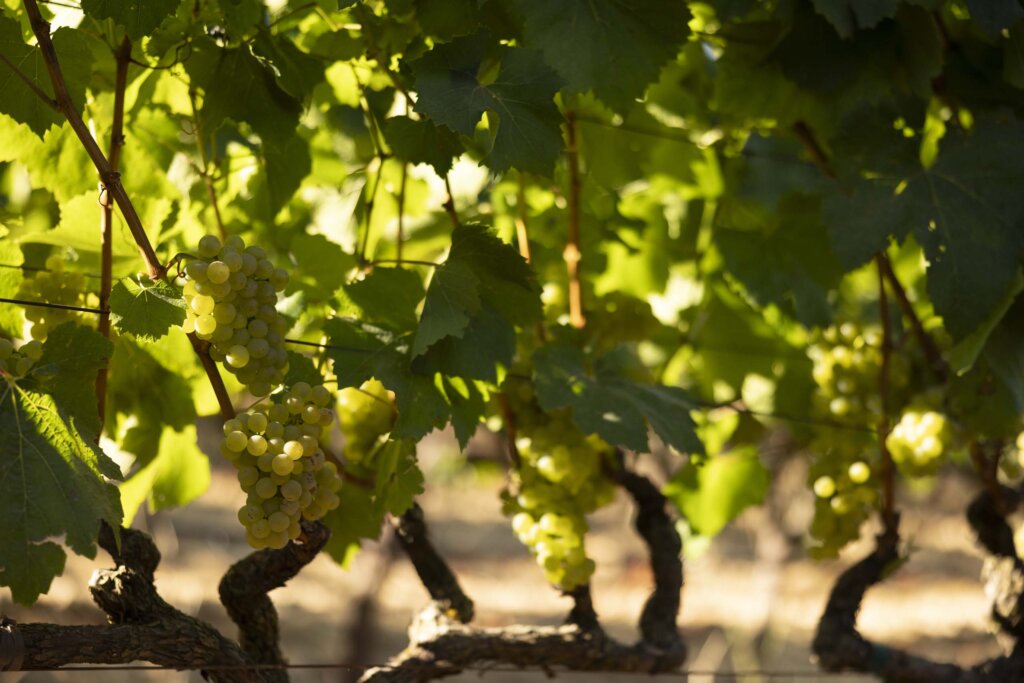 A close-up of grapevines with bunches of green grapes hanging from the branches, illuminated by sunlight filtering through the leaves at Waters Ranch vineyard.