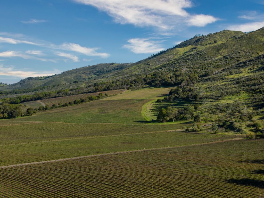 A vineyard on gently rolling hills with rows of grapevines, surrounded by greenery under a blue sky with scattered clouds.