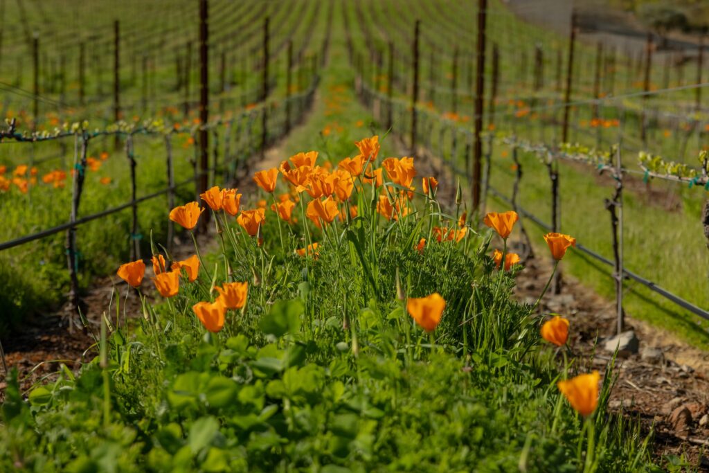 Orange flowers in bloom between rows of cultivated plants in a vineyard, with lines of posts and wires extending into the distance.