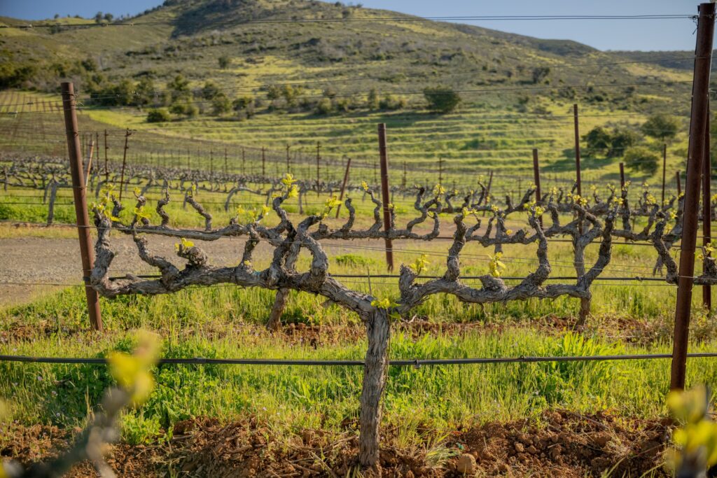 Rows of grapevines in a vineyard with new spring growth, set against a backdrop of rolling hills and greenery.