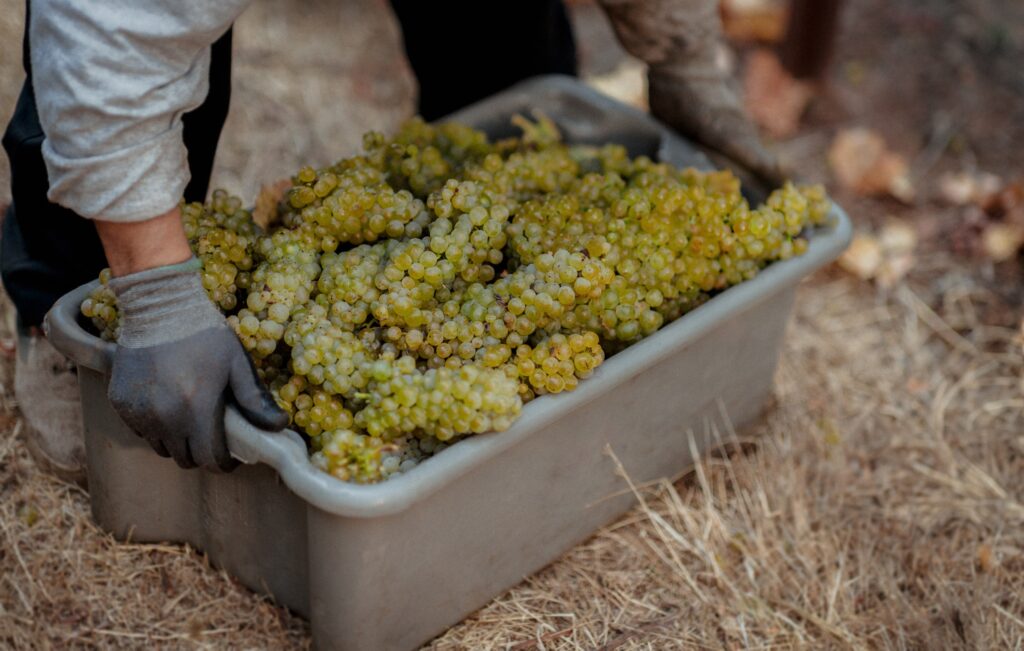 A person wearing gloves is holding a large plastic bin filled with green grapes in an outdoor setting.