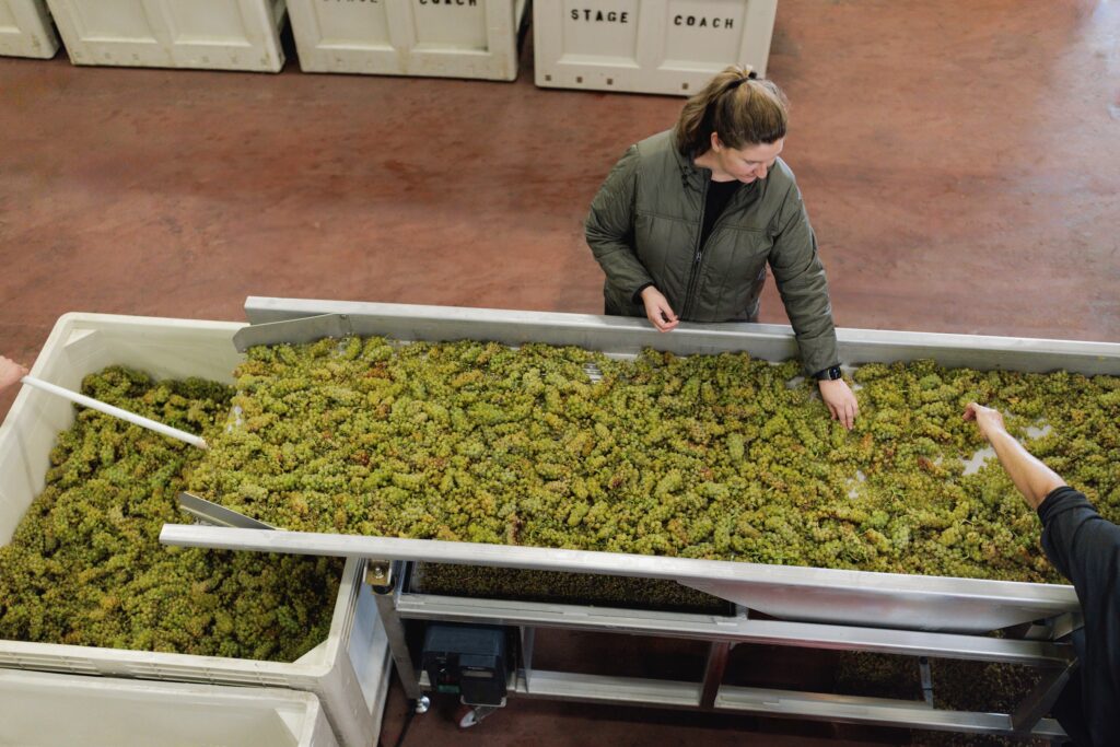 Two people sorting green grapes on a conveyor belt in a winery. Large bins labeled "Stage Coach" and "Coach" are in the background.