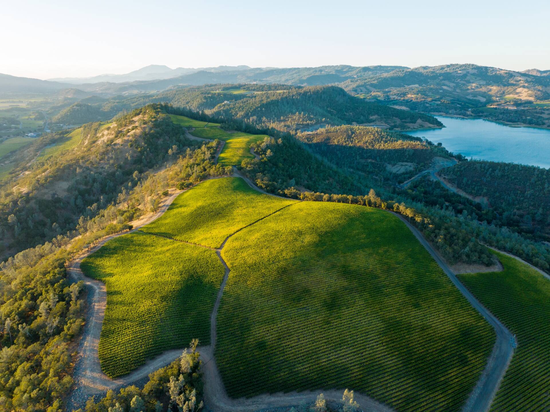 Aerial view of green vineyards on rolling hills with a lake in the background, surrounded by mountains and bathed in sunlight.