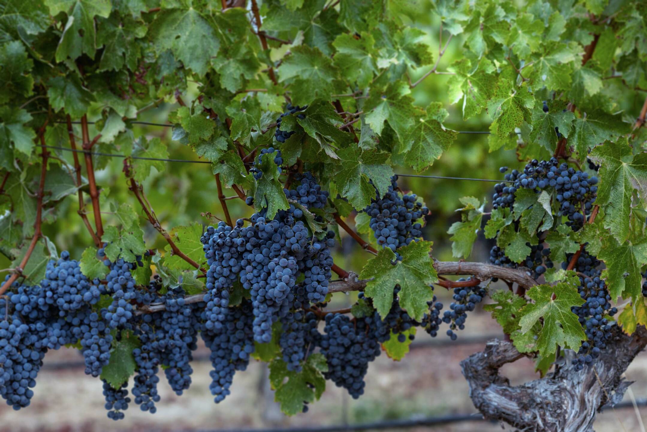 A branch of a grapevine has clusters of dark purple grapes surrounded by lush green leaves.