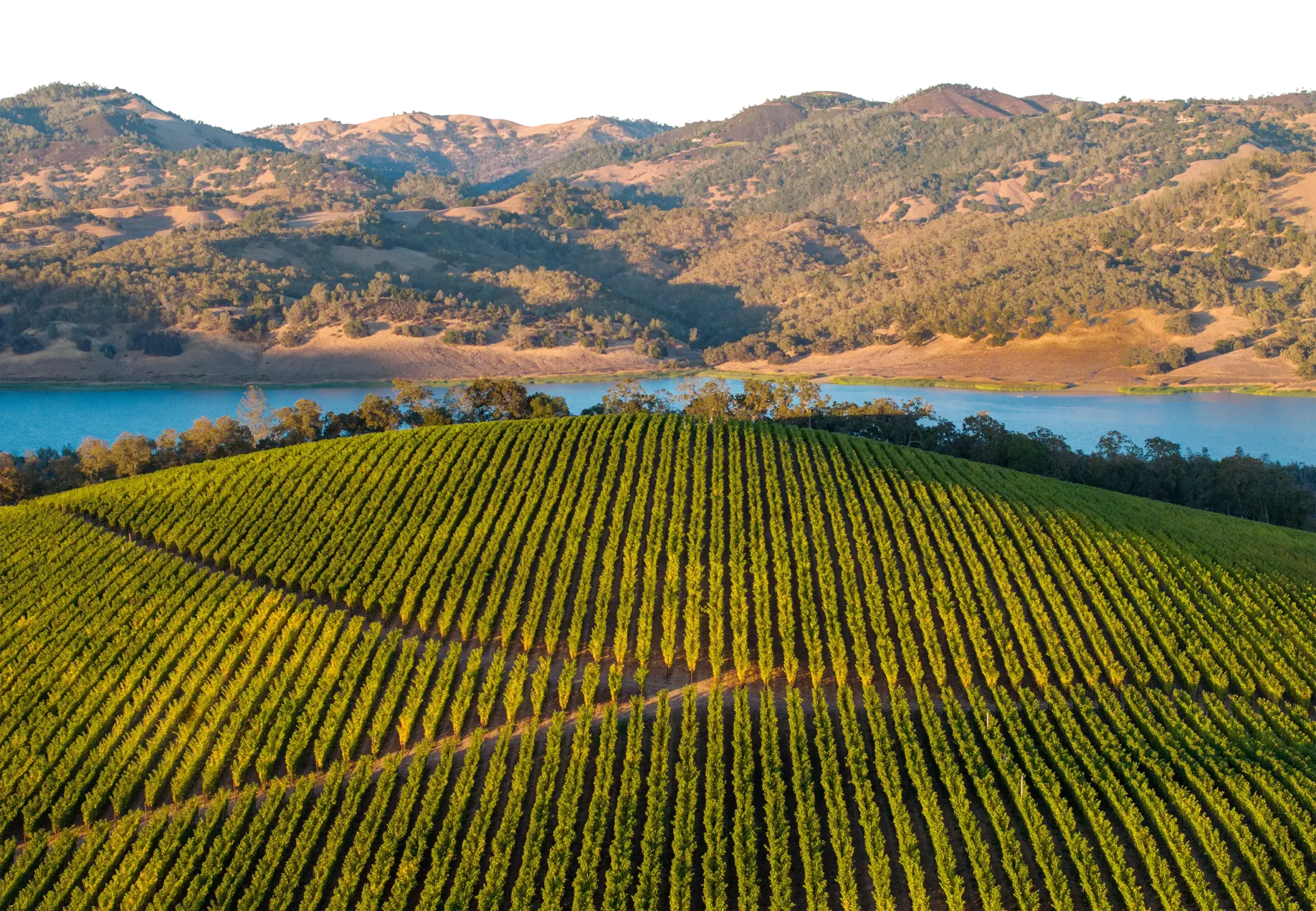 Aerial view of Upper Ridget vineyard on a rolling hillside with a lake and hills in the background.